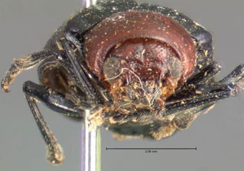 Media type: image; Entomology 17305   Aspect: head frontal view